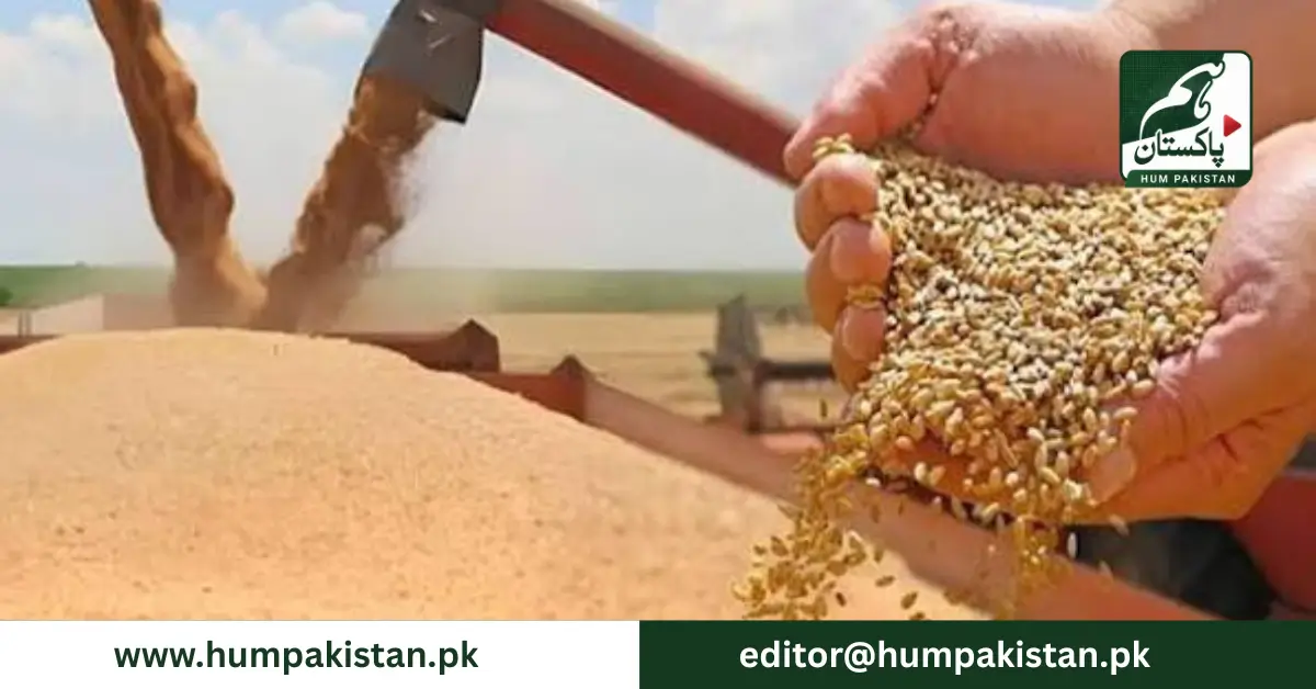 پاکستان میں گندم کی شدید قلت